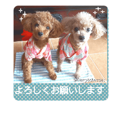 [LINEスタンプ] メリーとショコラの日常会話2