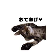 [LINEスタンプ] ちゃすおすたんぷ