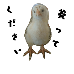 [LINEスタンプ] ✳動物たち