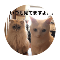 [LINEスタンプ] ノア、モコ、ポポ、テンテン