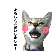 [LINEスタンプ] キジトラのおまめ