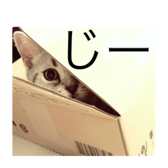 [LINEスタンプ] 小太郎というアメリカンショートヘア猫