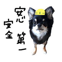 [LINEスタンプ] チワワのコロンの日常