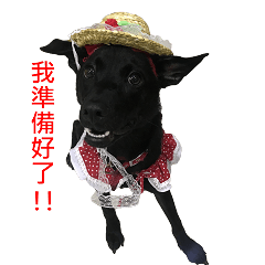 ハッピー台湾の犬
