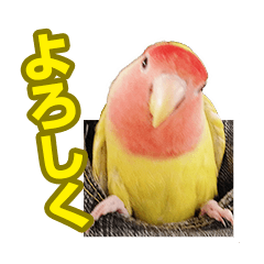 [LINEスタンプ] コザクラインコのピヨちゃん2