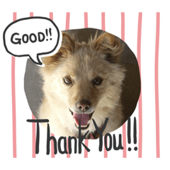 [LINEスタンプ] 我が家の愛犬、ピンキー。時々ぴょんこ