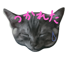 [LINEスタンプ] まるまめちゃん