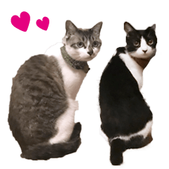 [LINEスタンプ] 猫のココとナッツ