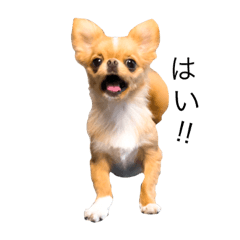 [LINEスタンプ] チワポメはなの使える挨拶＆お返事もろもろ