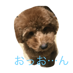 [LINEスタンプ] プードルモコ