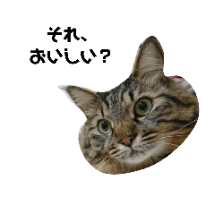 [LINEスタンプ] うちのトクジ