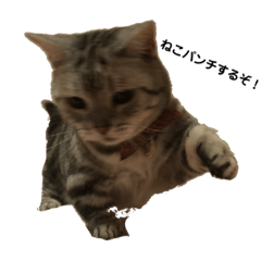[LINEスタンプ] 小太郎のすたんぷ！