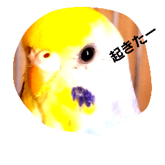 [LINEスタンプ] 宅インコ