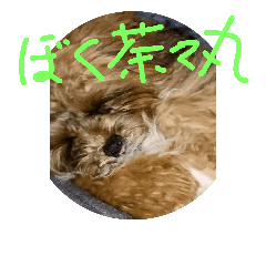 [LINEスタンプ] 人面犬の茶々丸