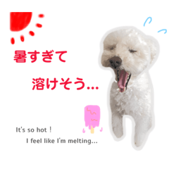 [LINEスタンプ] 【夏ver.】白クマみたいなトイプー♡