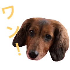 [LINEスタンプ] ココアと愉快な仲間たち