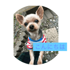[LINEスタンプ] モンだよ〜 よろしくね