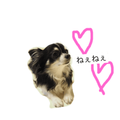 [LINEスタンプ] ろんちゃんのスタンプ