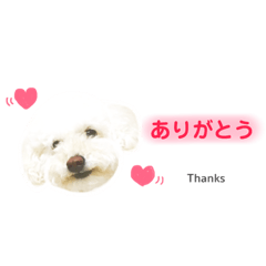 [LINEスタンプ] 【日常会話】白クマみたいなトイプー♡
