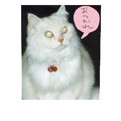 [LINEスタンプ] M家のにゃんこ達