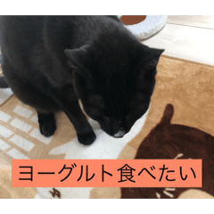 [LINEスタンプ] うちのにゃんこฅ^•ﻌ•^ฅ