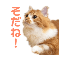 [LINEスタンプ] ひのきとしらかば4