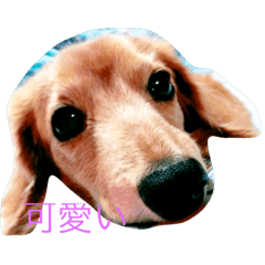 [LINEスタンプ] 犬の日常 とあ