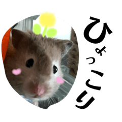 [LINEスタンプ] 私のハムスターNO.1