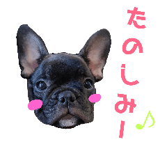 [LINEスタンプ] フレブル凛ちゃん