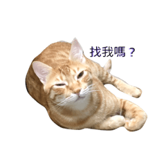 [LINEスタンプ] チキンナゲット-ブルーの日常(猫)