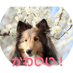 [LINEスタンプ] しぇるる
