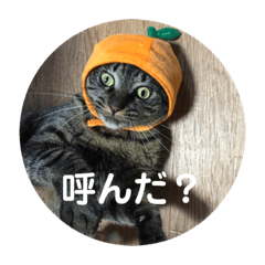 [LINEスタンプ] みかん日常