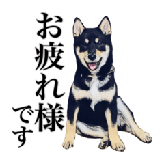 [LINEスタンプ] 黒柴犬 Ranana