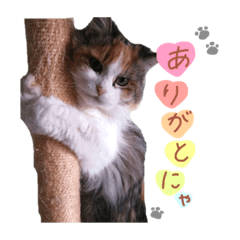 [LINEスタンプ] 愛猫 スタンプ ❤︎