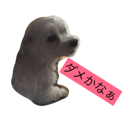 [LINEスタンプ] ポコだよ！