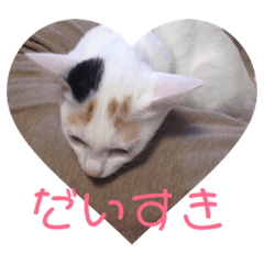 [LINEスタンプ] さいミーちゃんスタンプ
