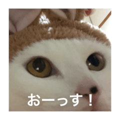 [LINEスタンプ] 俺ネコ＆がるちゃんシリーズより〜あいさつ