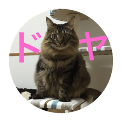 [LINEスタンプ] もふもふ猫のスターちゃん