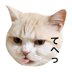 [LINEスタンプ] とろ猫2