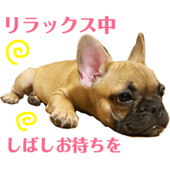 [LINEスタンプ] フレンチブルドッグLOCO4