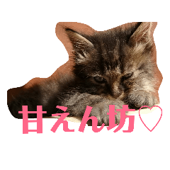 [LINEスタンプ] 猫'sスタンプ