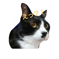 [LINEスタンプ] ハチワレ猫ビッケの一言集