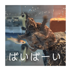 [LINEスタンプ] カメ太スタンプ