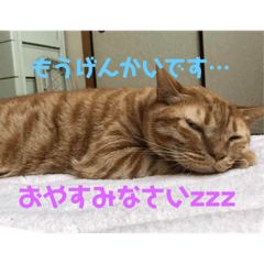 [LINEスタンプ] 金原家の動物