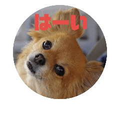 [LINEスタンプ] ちわわのほっくん