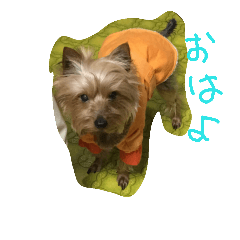 [LINEスタンプ] ヨークシャーテリアのテリー