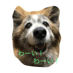 [LINEスタンプ] コロちゃんセット