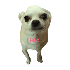 [LINEスタンプ] たあちゅんのdog's Life
