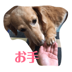 [LINEスタンプ] ミニチュアダックスフンドのマロン 3