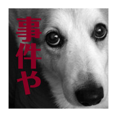 [LINEスタンプ] 御先祖のペチュニア様